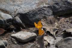 Phalanta phalantha phalantha