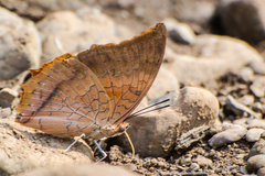 Charaxes psaphon imna