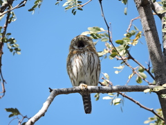Glaucidium gnoma hoskinsii