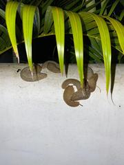 Veronicella sloanii