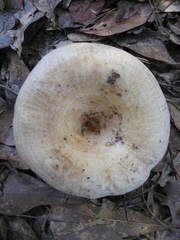Lactarius psammicola psammicola
