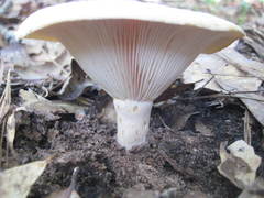 Lactarius psammicola psammicola