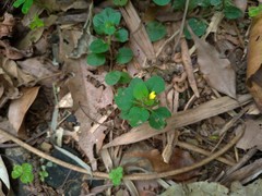 Lysimachia japonica