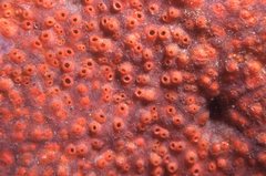 Polyandrocarpa lapidosa