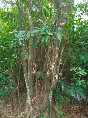 Quercus glauca