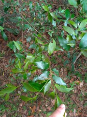 Castanopsis carlesii