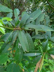 Lithocarpus brevicaudatus