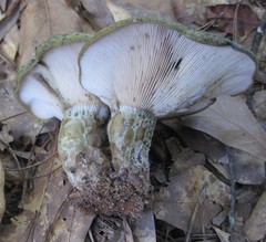 Lactarius psammicola psammicola