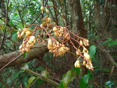 Erythrorchis altissima