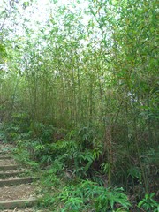 Phyllostachys makinoi