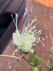 Capparis mitchellii