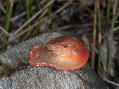 Parmavitrina megastoma