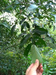 Cryptocarya concinna