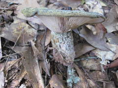 Lactarius psammicola psammicola