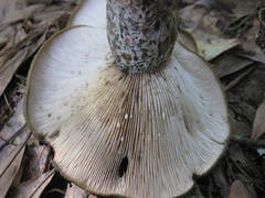 Lactarius psammicola psammicola