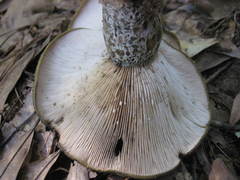 Lactarius psammicola psammicola