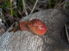 Parmavitrina megastoma
