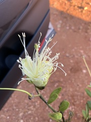 Capparis mitchellii