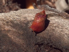 Parmavitrina megastoma
