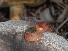 Parmavitrina megastoma