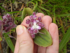 Tradescantia cerinthoides