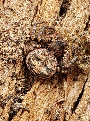 Multicolored Bark Crab Spider photo 2