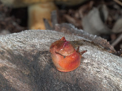 Parmavitrina megastoma