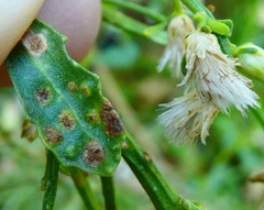 Aceria baccharipha