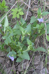 Viola nemoralis