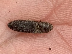 Lacon impressicollis