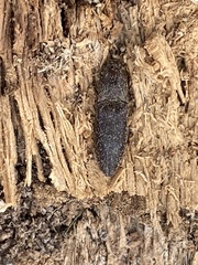 Lacon impressicollis