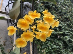 Dendrobium lindleyi