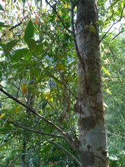 Castanopsis carlesii