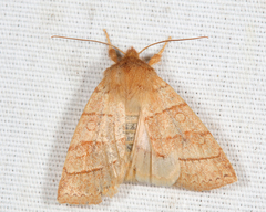 Pyreferra citrombra