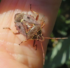 Cermatulus nasalis nasalis