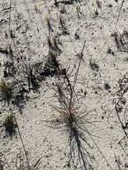 Erysimum teretifolium