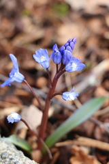Scilla bifolia