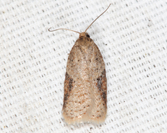 Acleris comandrana