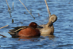 Cinnamon Teal photo 6