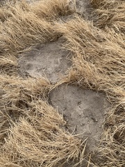 Thomomys bottae solitarius