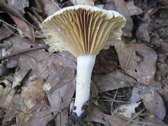 Lactarius subplinthogalus