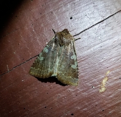 Cerastis tenebrifera