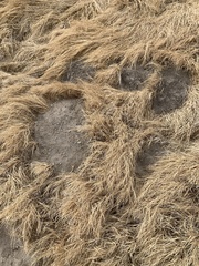 Thomomys bottae solitarius