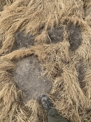 Thomomys bottae solitarius