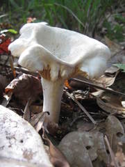 Lactarius subplinthogalus