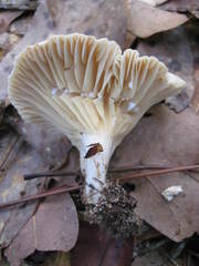 Lactarius subplinthogalus
