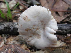 Lactarius subplinthogalus