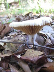 Lactarius subplinthogalus