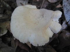 Lactarius subplinthogalus