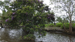 Lonchocarpus castilloi